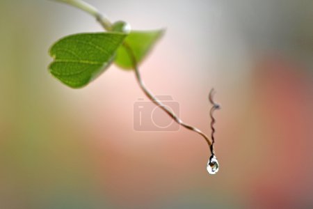 Close up water drop on flower and leaf