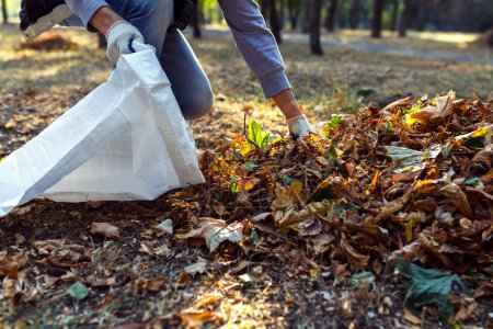 年轻的男孩收集落叶的秋天