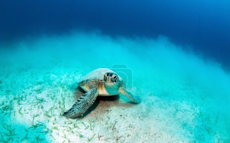 海龟在戴水肺潜水