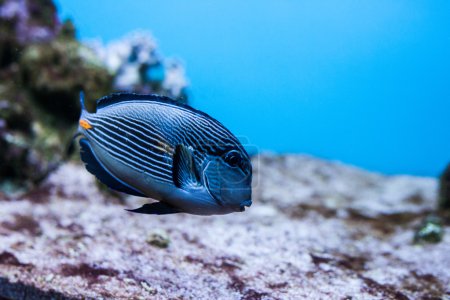 在珊瑚间两个蓝色的鱼