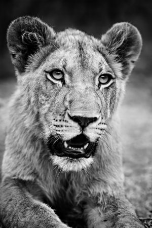 Lion monochrome ( Panthera leo)